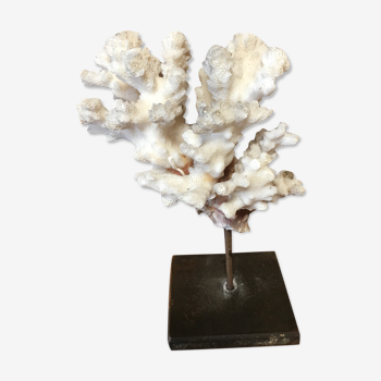 Coral on plinth