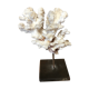 Coral on plinth