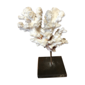 Corail sur socle