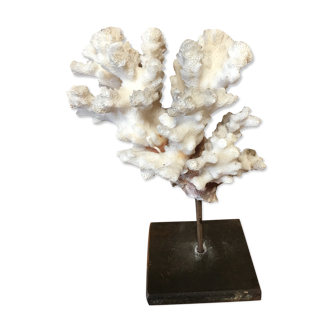 Coral on plinth