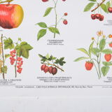 Affiche Deyrolle Fruits N° 532 bis