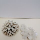 Corail coraux