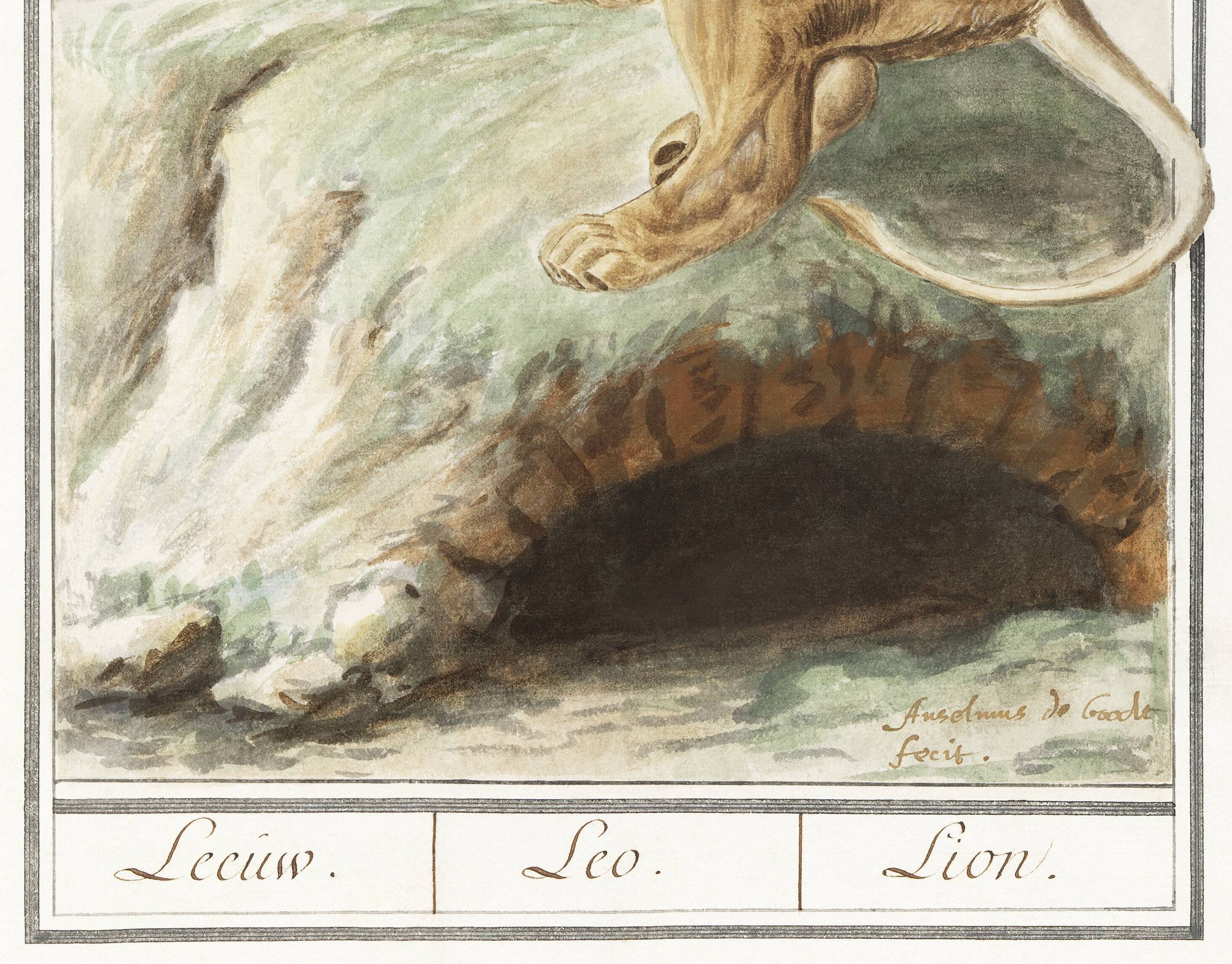 Small poster about the lion, after an old engraving from 1610.