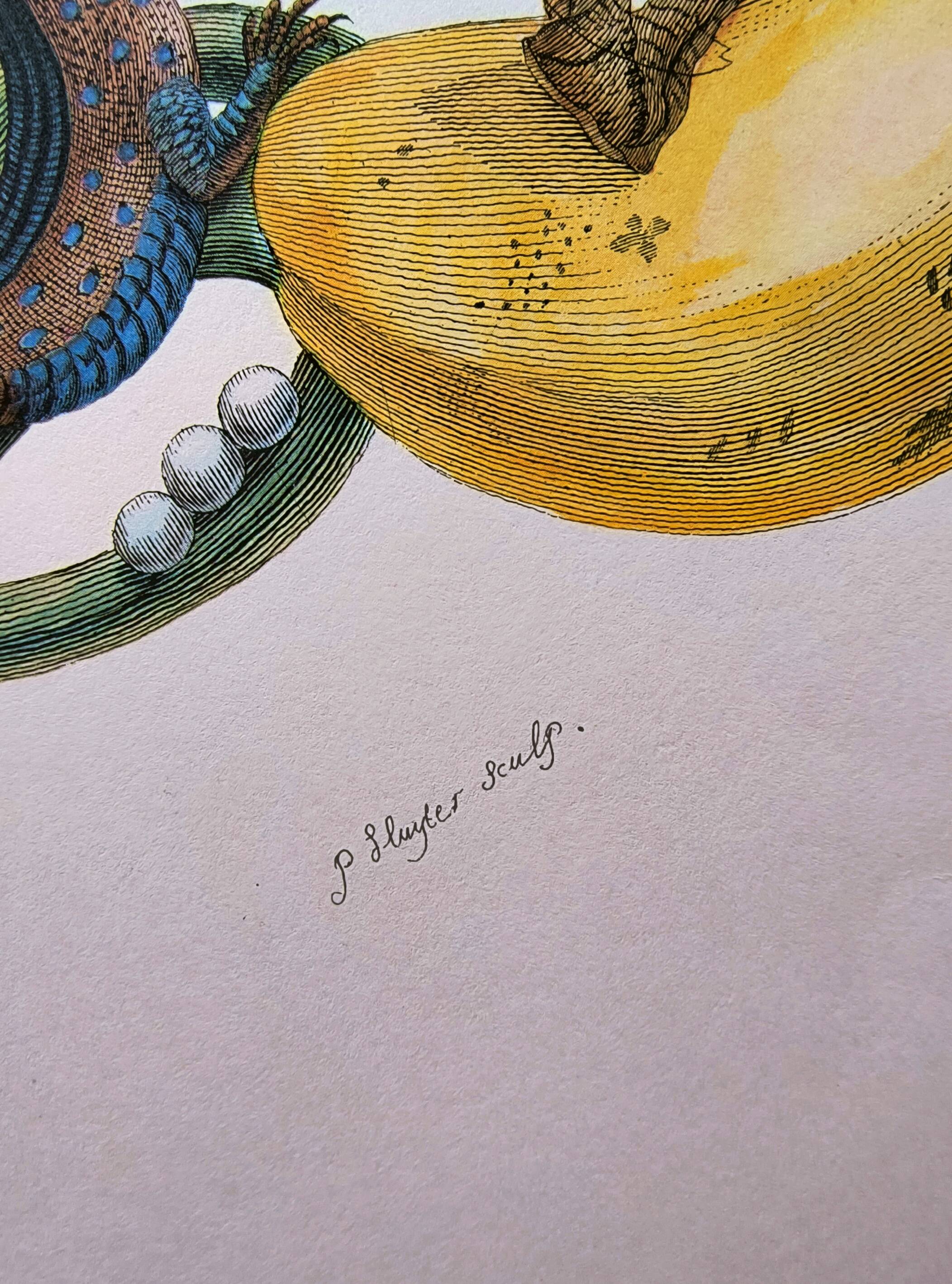 Tropical Butterflies by Merian - Original Plate - Vintage Illustration