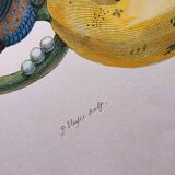 Papillons tropicaux de Merian - Planche originale - illustration vintage