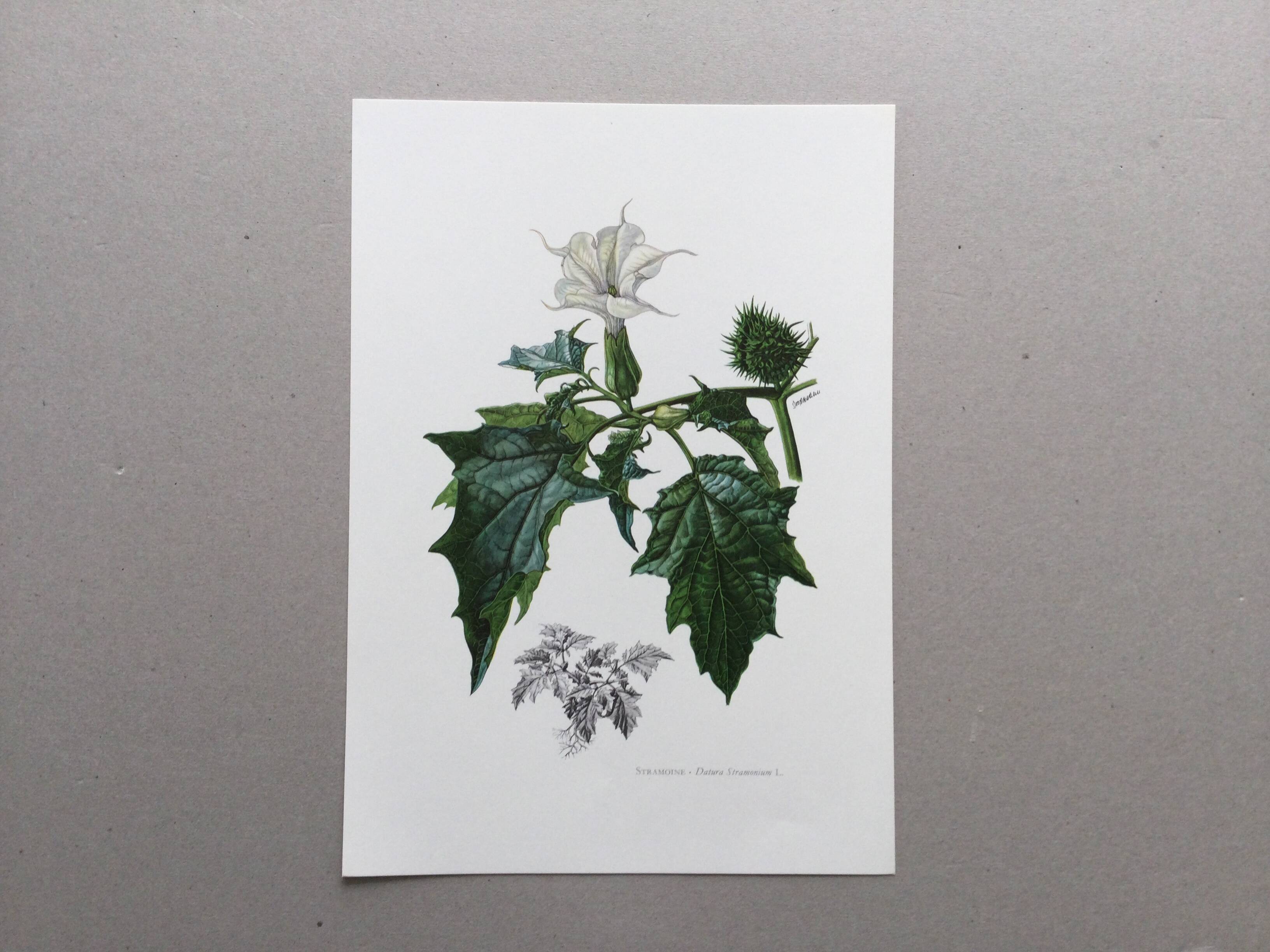 Botanical poster 'Flower' Old illustration from the 60s