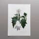 Affiche botanique 'Fleur' Illustration ancienne années 60