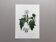 Botanical poster 'Flower' Vintage illustration from the 1960s