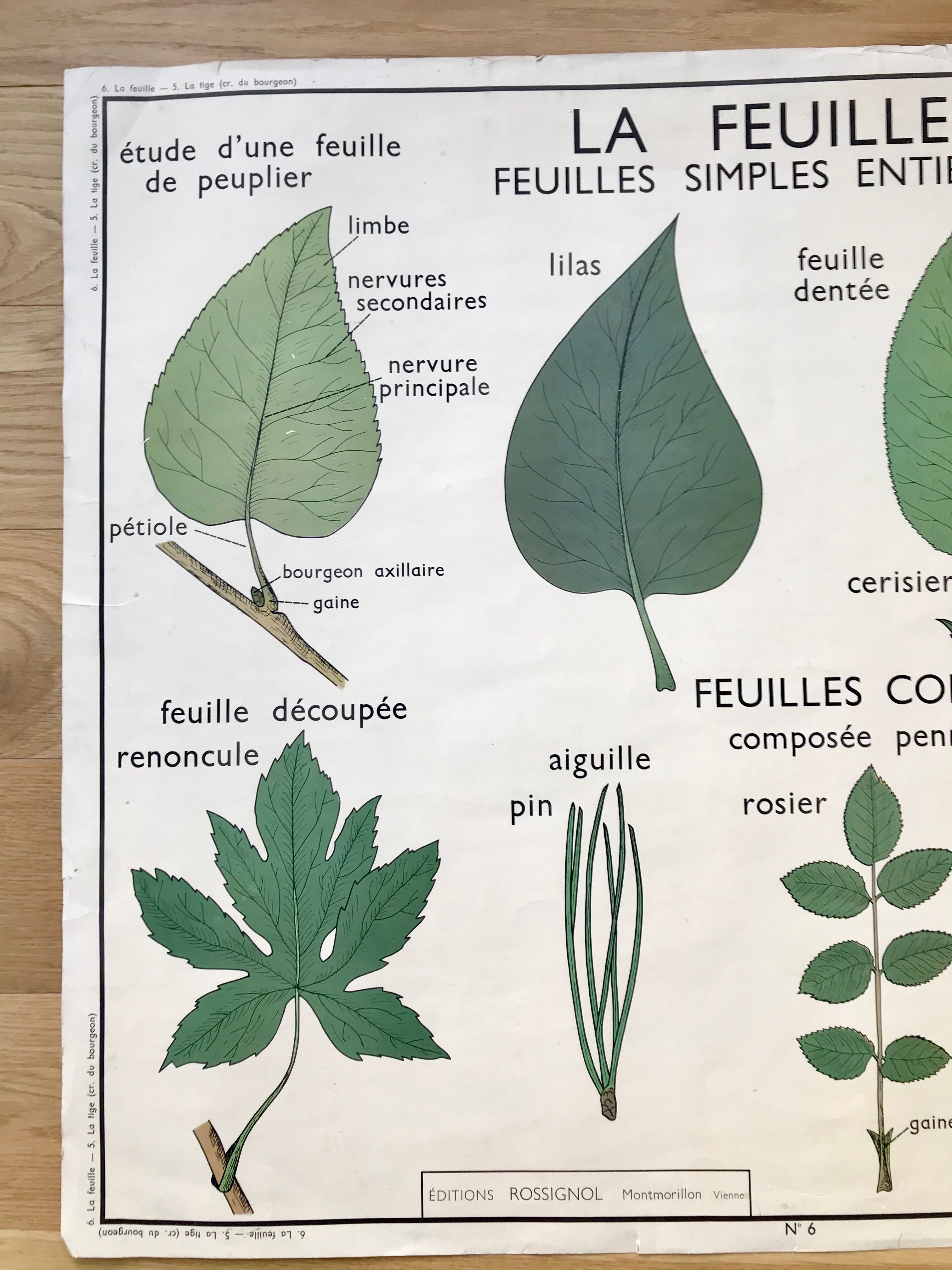 Rossignol pedagogical poster