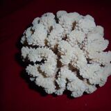 white coral, collection, curiosity cabinet