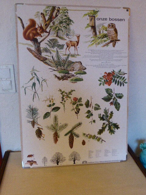 School and pedagogical poster, old cardboard, Herbier Eleven Bossen, vintage