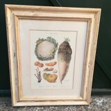 Framed botanical board, vegetables