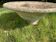 Planter garden flower tray in reconstituted cement xx century