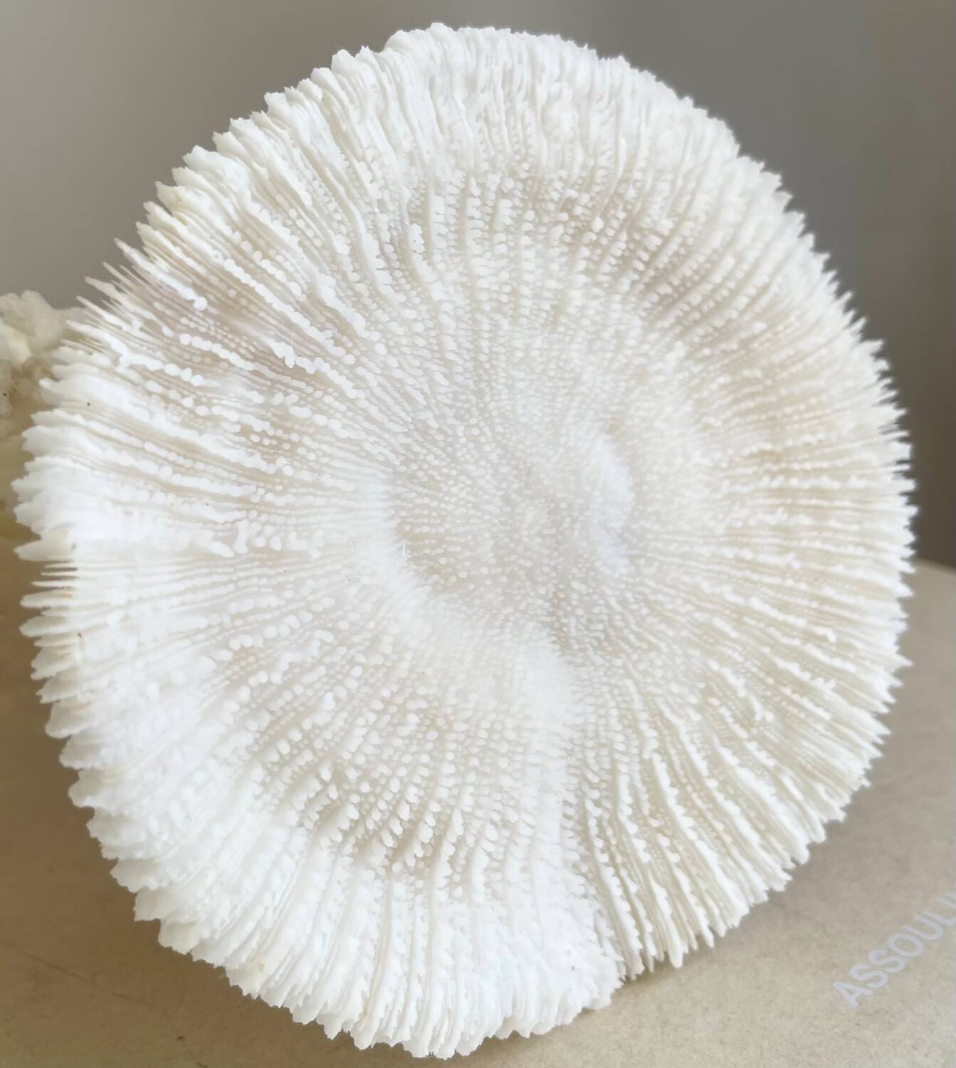 White coral on a natural base