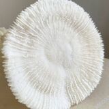 White coral on a natural base