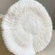 White coral on a natural base