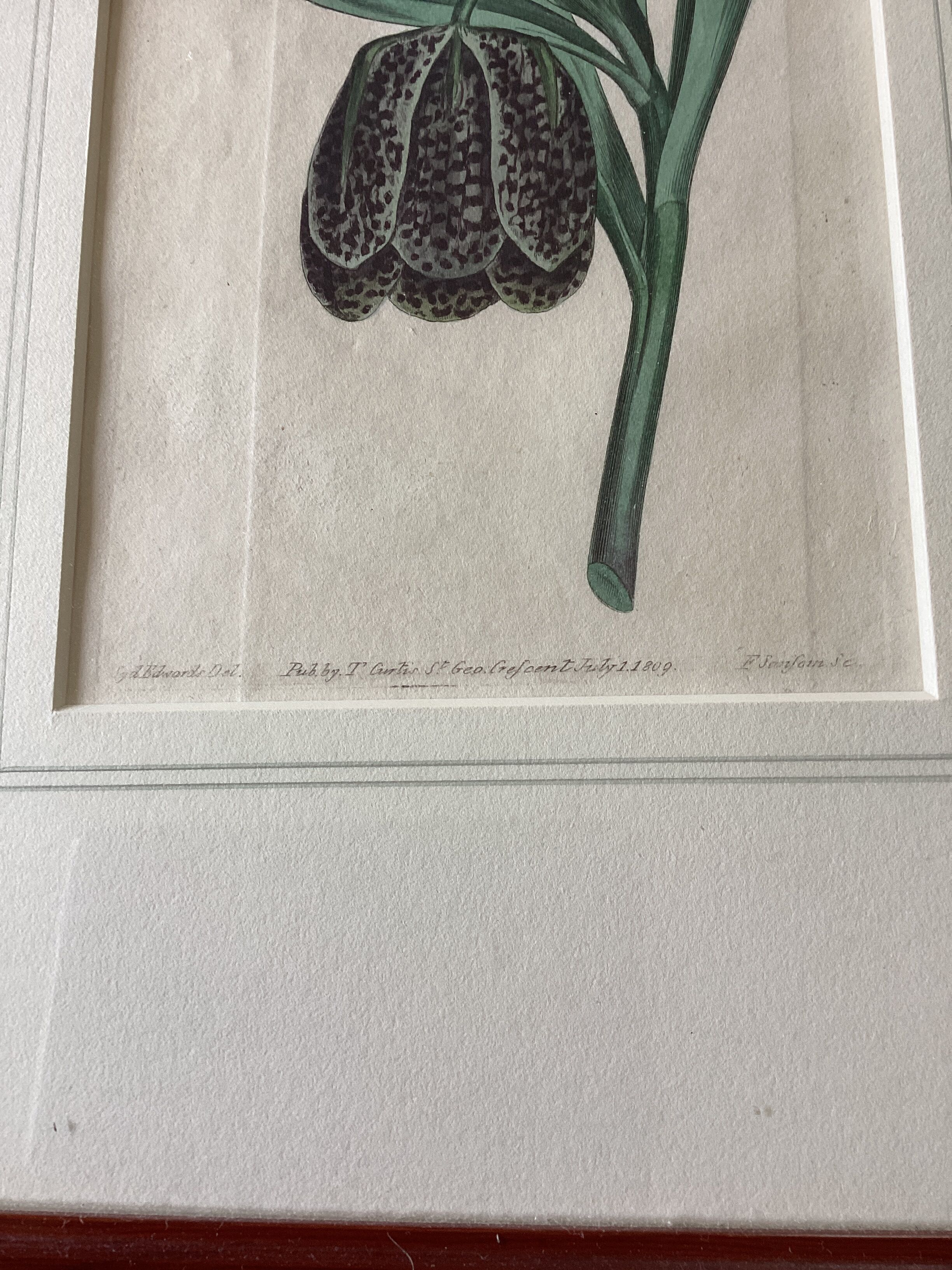 Old English botanical engraving numbered