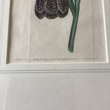 Old English botanical engraving numbered