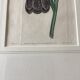 Old English botanical engraving numbered