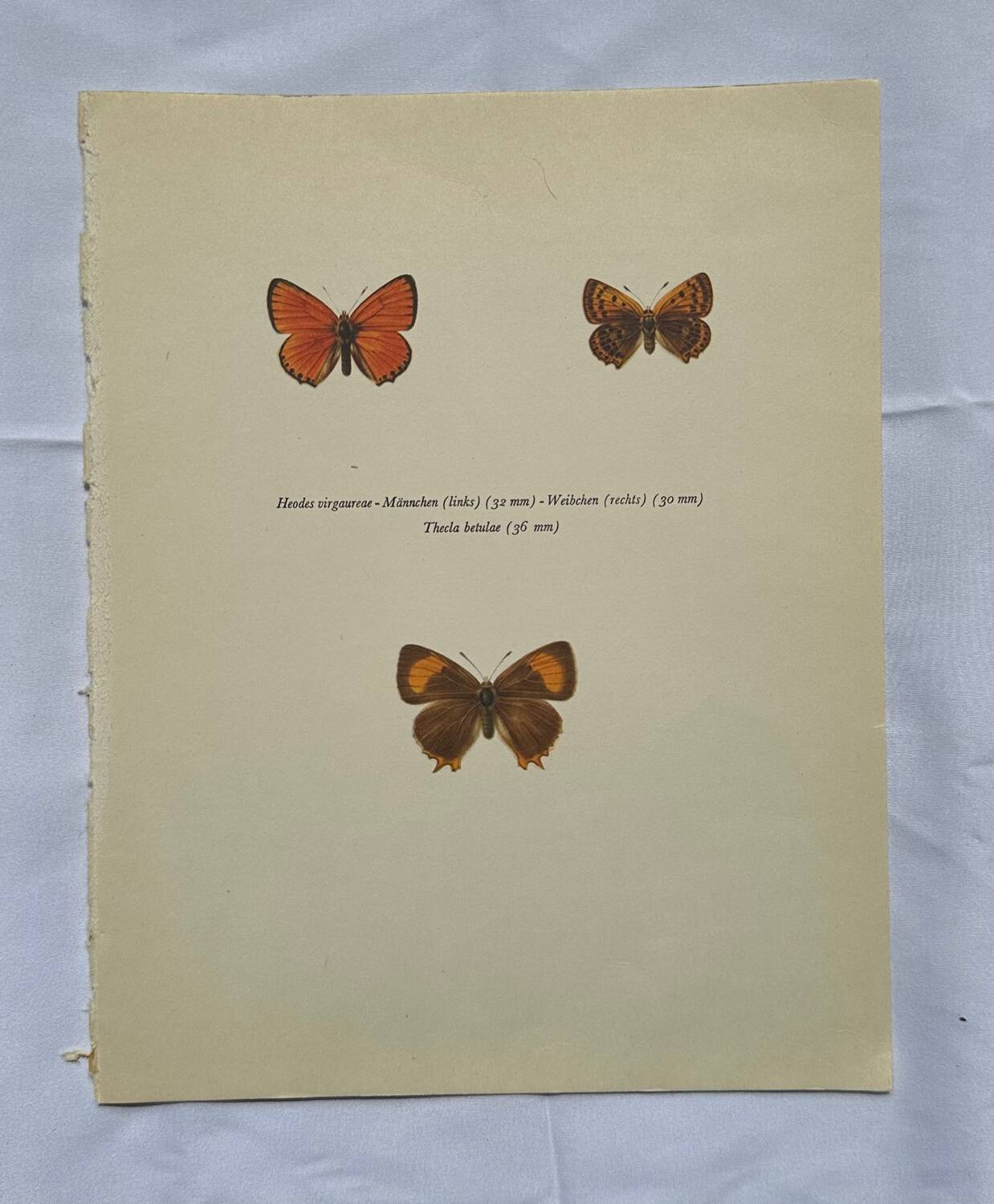 Botanical plate engraving butterfly naturalist 1900 etching antique