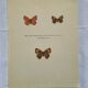Botanical plate engraving butterfly naturalist 1900 etching antique