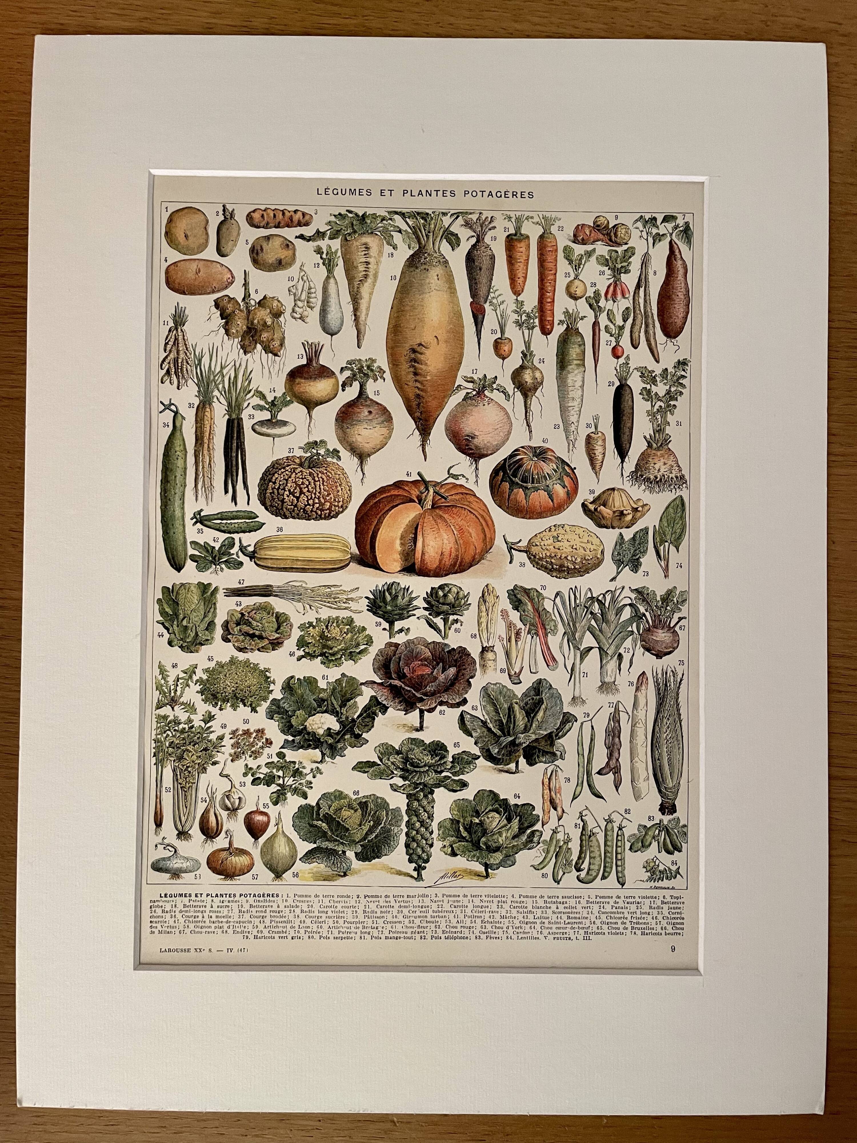 Lithographie sur les légumes et plantes potagères - 1920