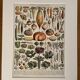 Lithographie sur les légumes et plantes potagères - 1920