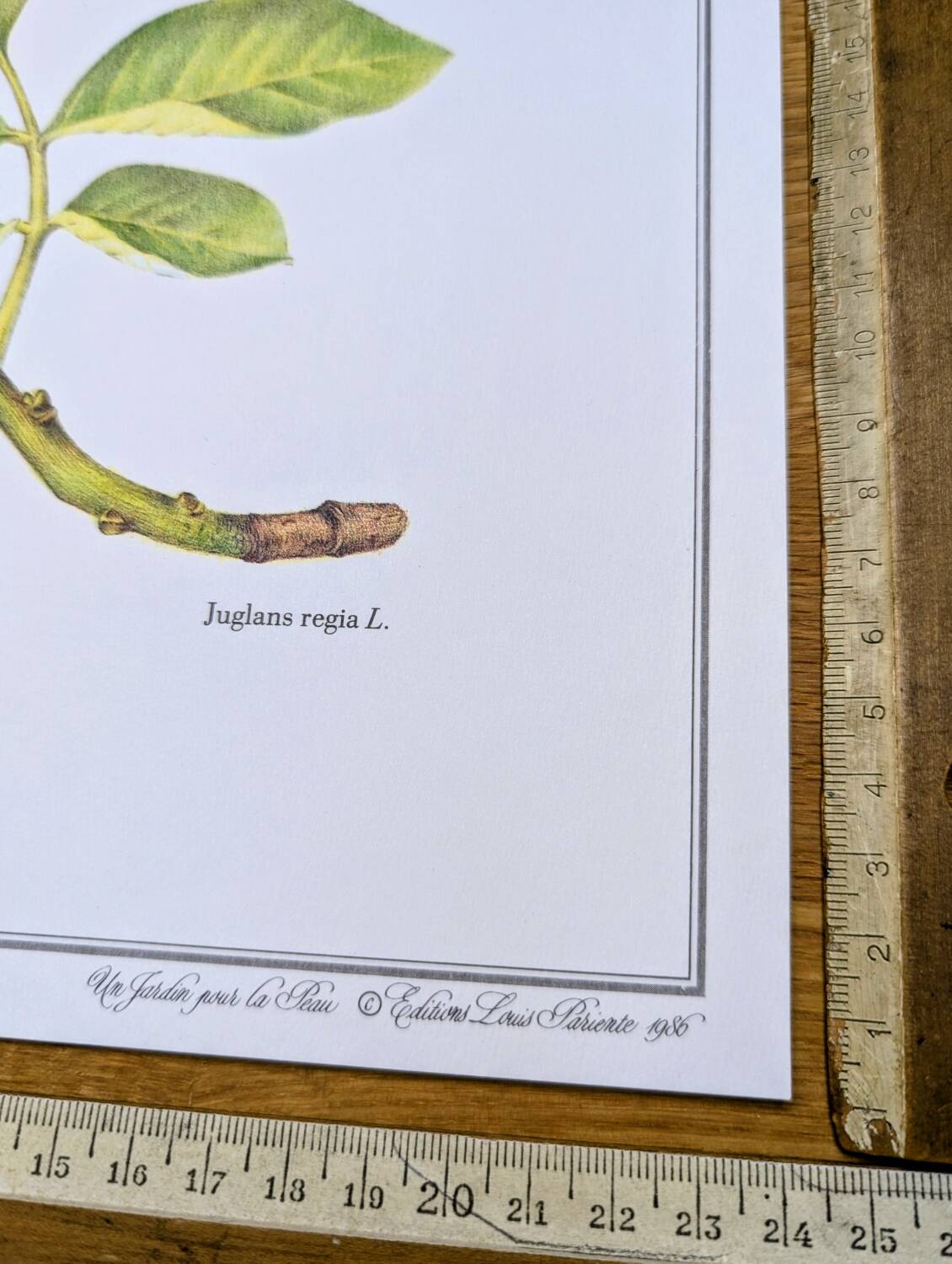 Printed in 1986, The Walnut Tree. Vintage Botanical