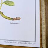 Printed in 1986, The Walnut Tree. Vintage Botanical