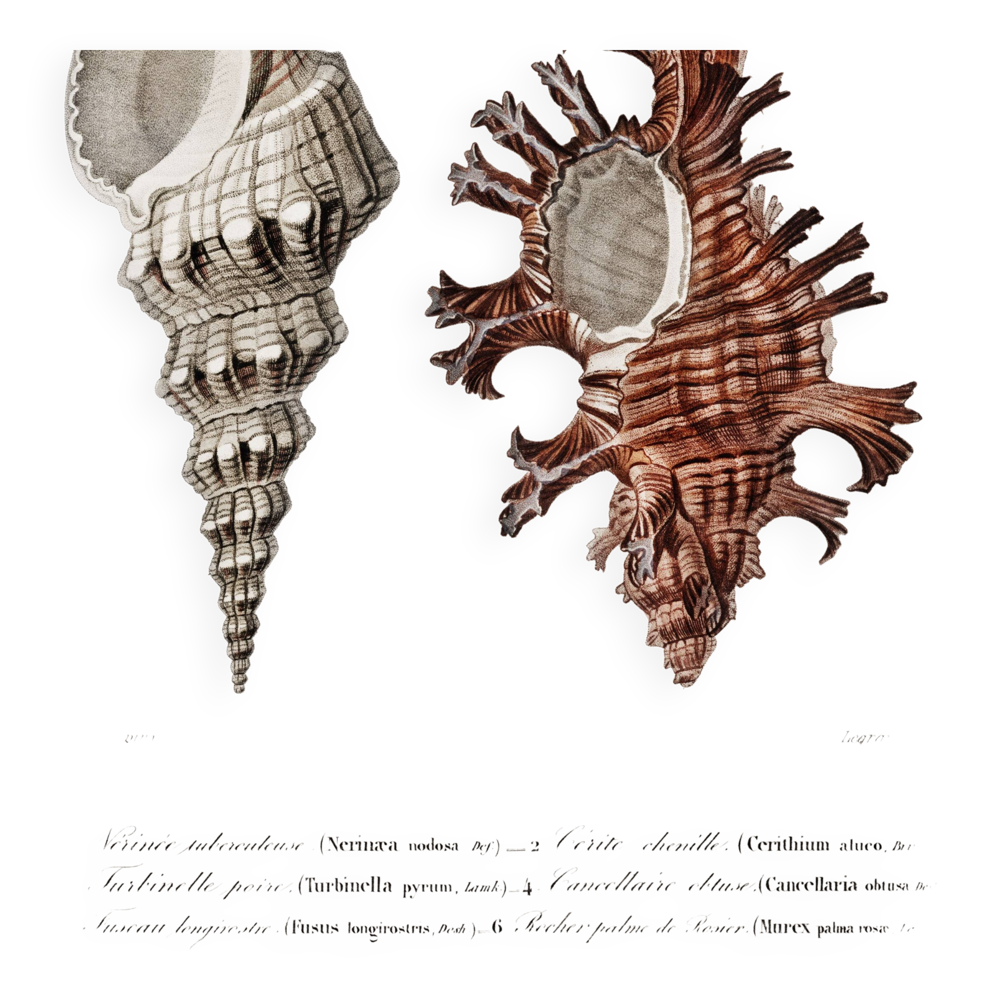 Poster about seashells, based on an old engraving from 1849.
