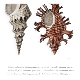 Poster about seashells, based on an old engraving from 1849.