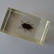 Lot 4 insectes inclusions résines vintage à identifier