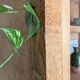 Vintage 1950s light oak school display cabinet – Vintage bookshelf