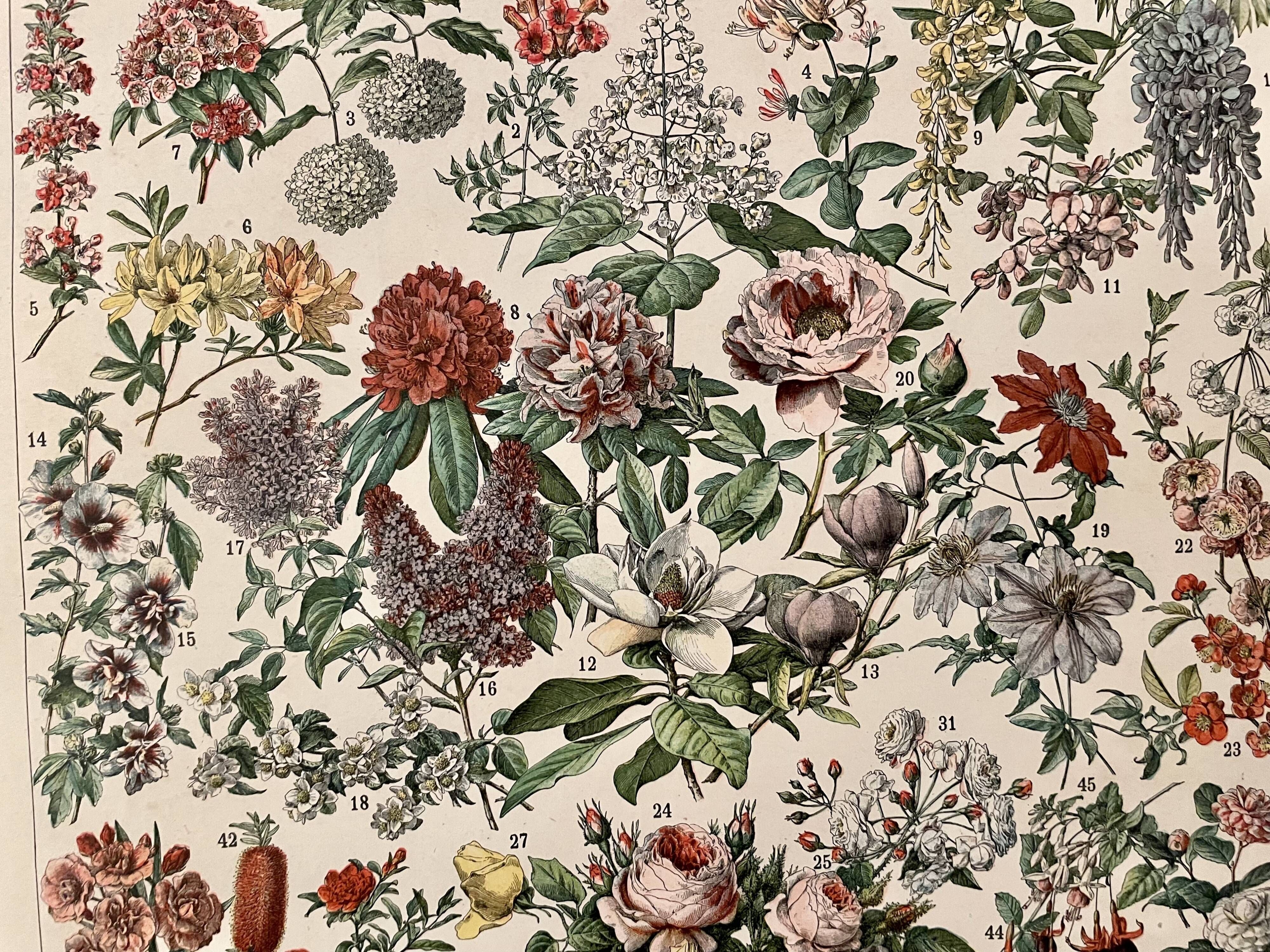Lithographie gravure sur les fleurs de 1897 catalpa