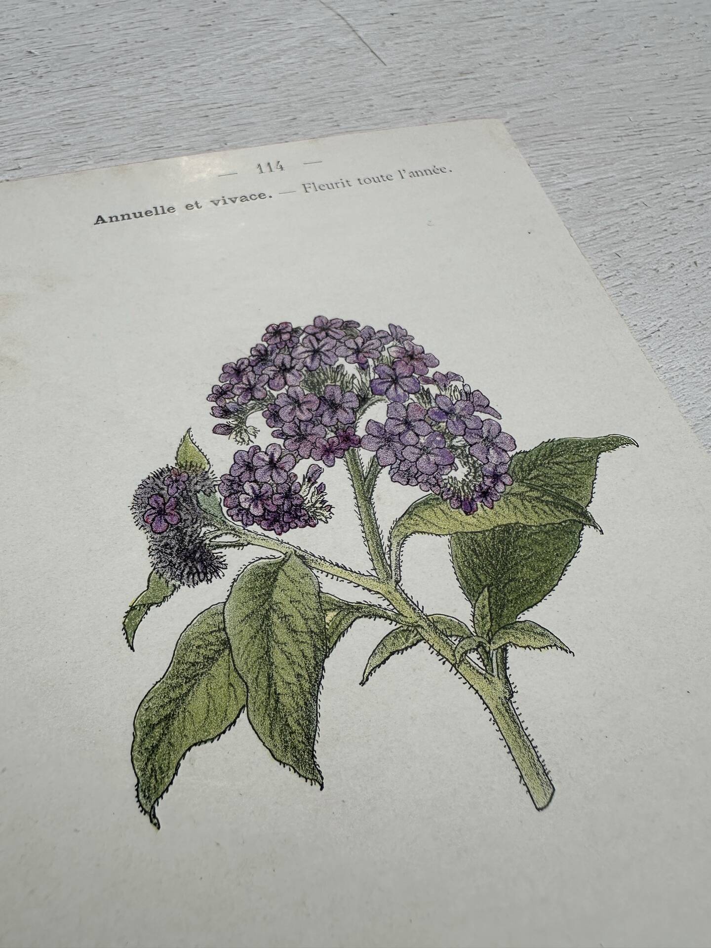 Botanical Plate 1800 Old Naturalist Engraving 19th Century Double-Sided