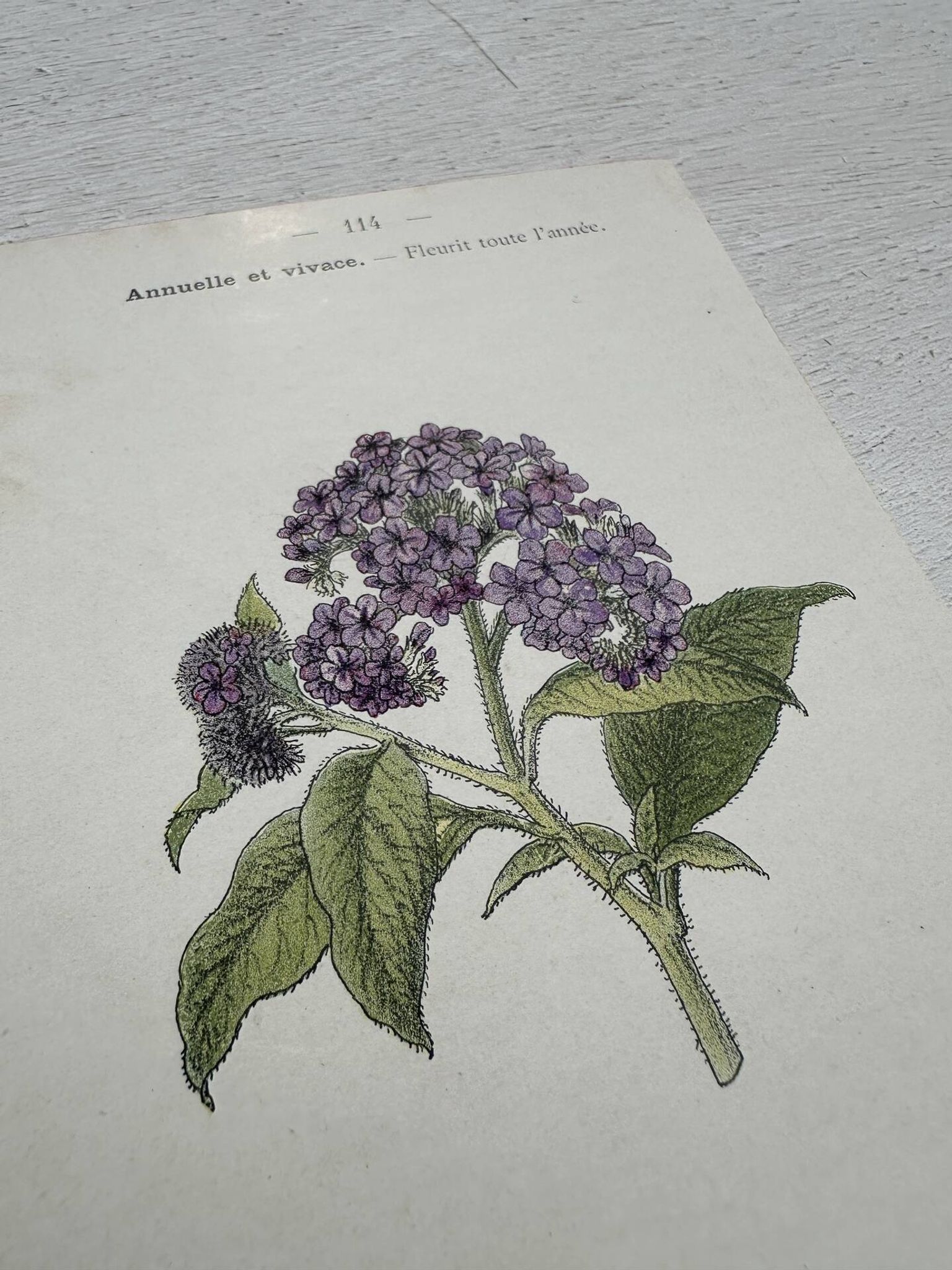 Planche Botanique 1800 Gravure naturaliste ancienne 19eme recto verso