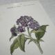 Botanical Plate 1800 Old Naturalist Engraving 19th Century Double-Sided