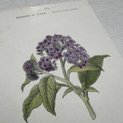 Planche Botanique 1800 Gravure naturaliste ancienne 19eme recto verso