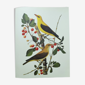 Planche ancienne -Loriot- Illustration animale et ornithologique vintage - Oiseau d'Europe