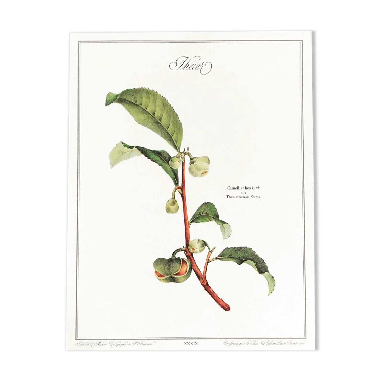 Frame of a botanical poster: The Teaier
