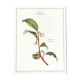 Frame of a botanical poster: The Teaier