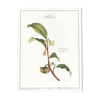 Frame of a botanical poster: The Teaier