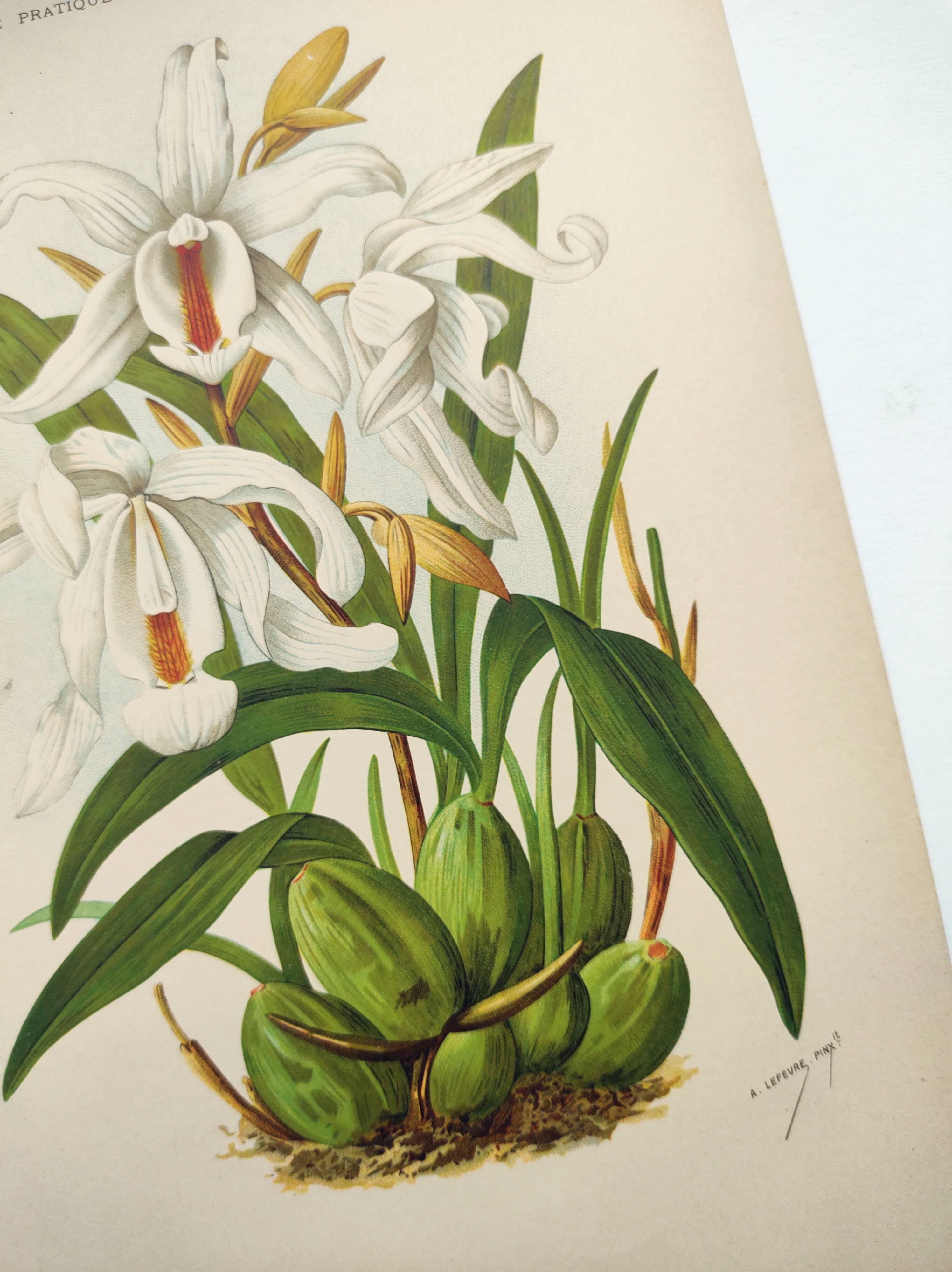 Lithographie ancienne de 1897. Coelogyne crêtée .Planche originale.  Gravure de fleurs par A.Lefevre