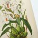 Lithographie ancienne de 1897. Coelogyne crêtée .Planche originale.  Gravure de fleurs par A.Lefevre