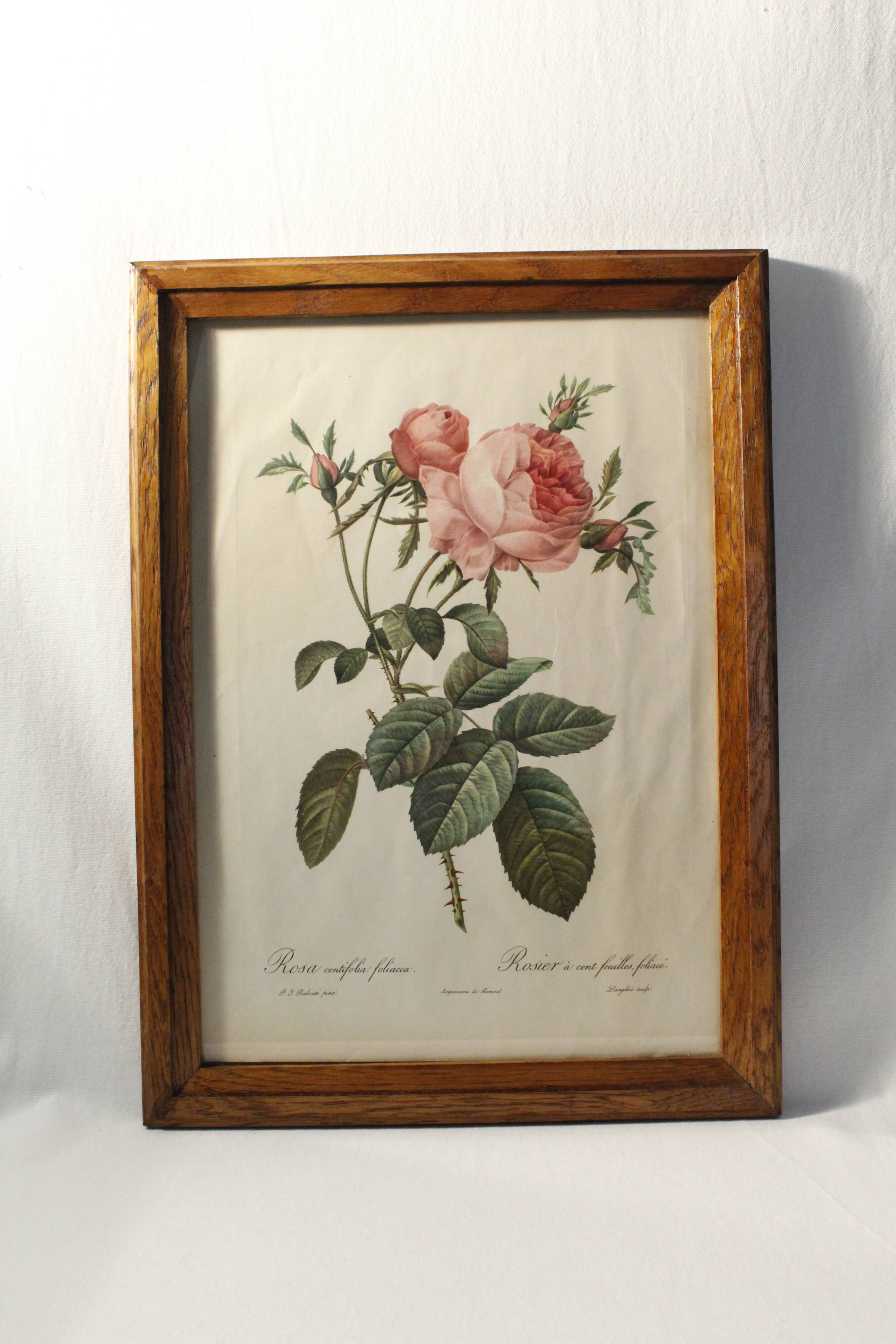 Lithograph P.J. Feared rose bush