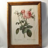 Lithograph P.J. Feared rose bush