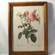 Lithograph P.J. Feared rose bush