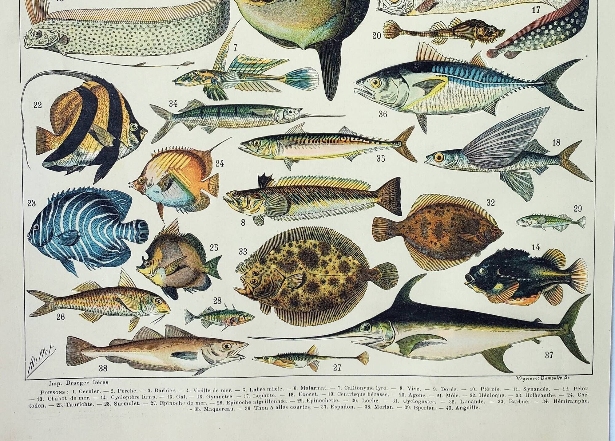 Old engraving 1898, Fish 1, marine animals • Lithograph, Original plate