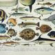 Old engraving 1898, Fish 1, marine animals • Lithograph, Original plate
