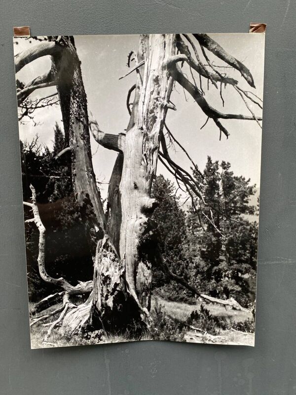 Photographie argentique Bernard Darot Ramure d'un arbre mort XXe